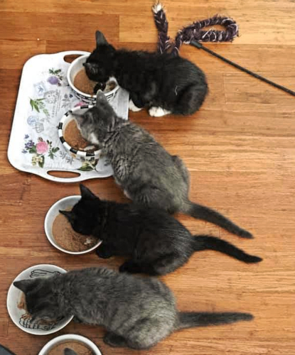 Foxen's kittens gather for dinner.